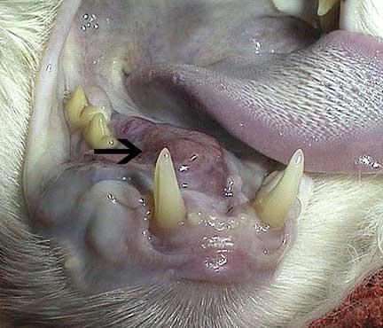 feline throat cancer