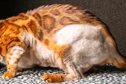 Feline Psychogenic Alopecia