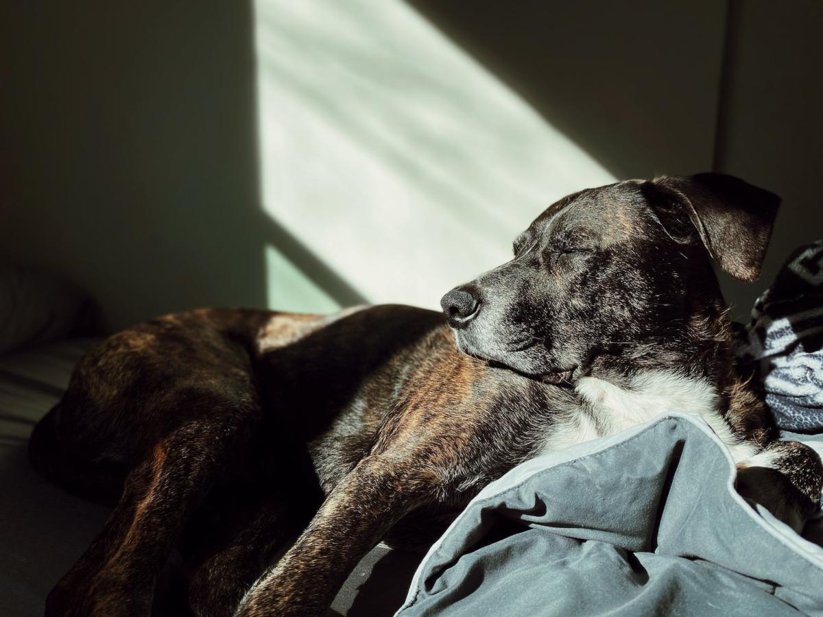 lesão medular em cães