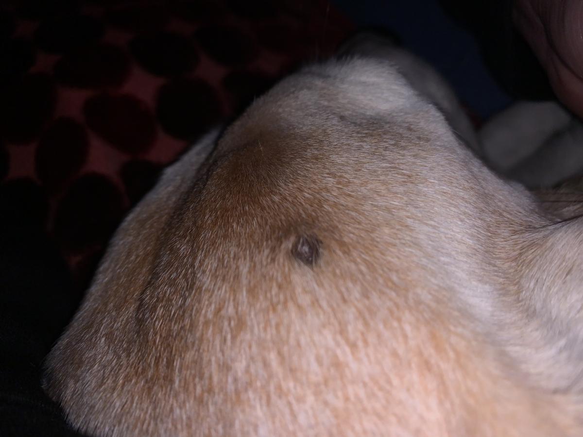 Moles on Dogs