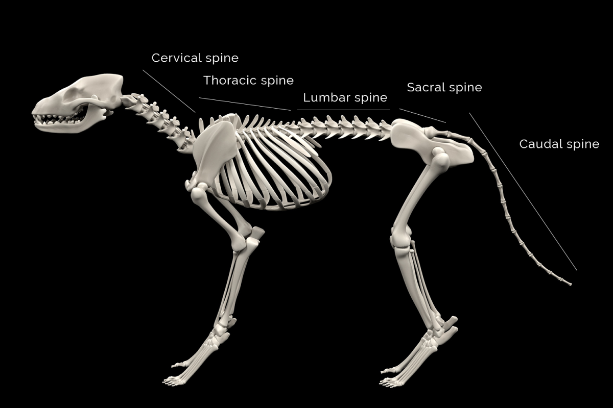 Canine Back Pain