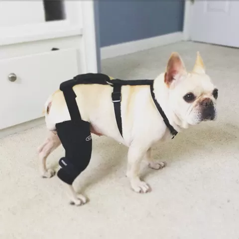 Problemas caninos de rodilla