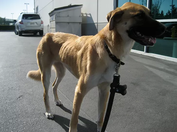 Síndrome de malabsorción canina