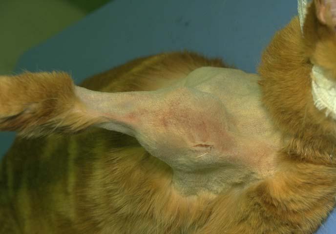 Pleomorphic Osteosarcoma in Cats​