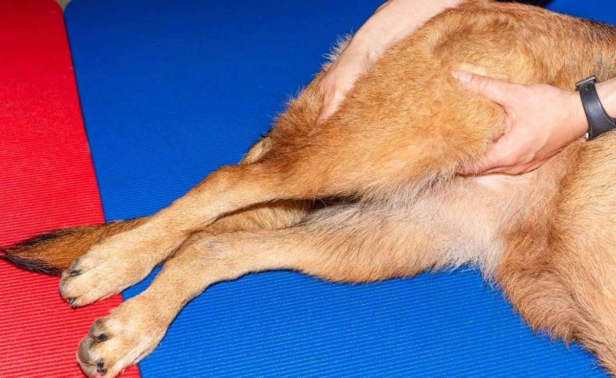 hip dysplasia in canines