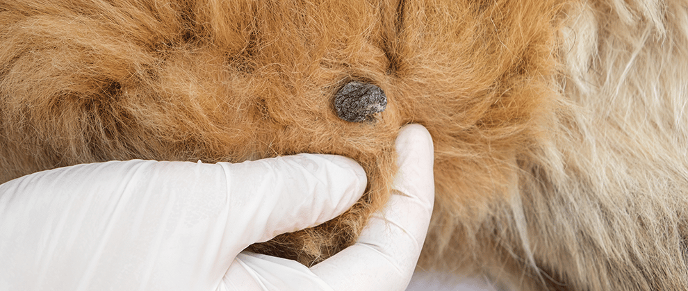 Canine Basal Cell Tumor​