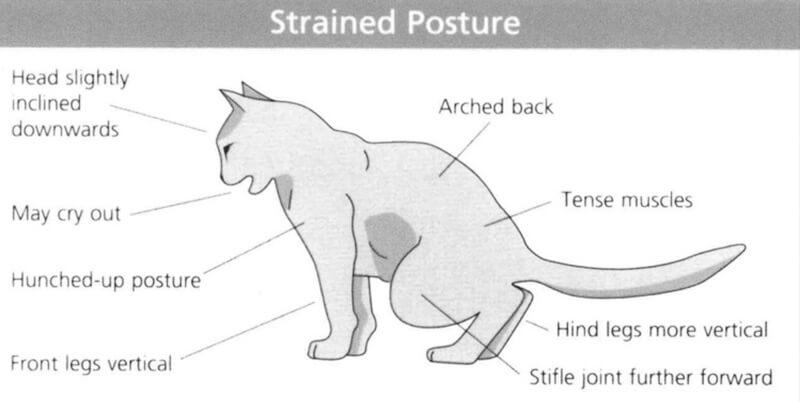 Cistitis idiopática felina