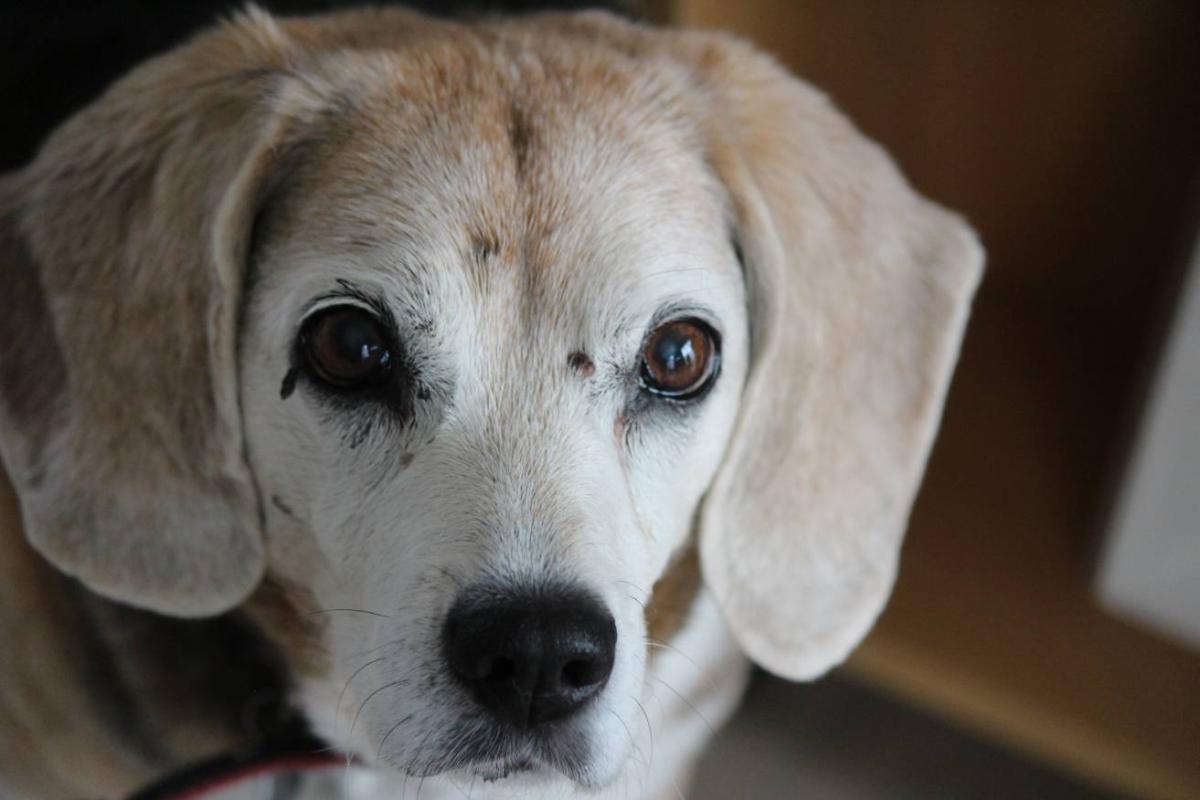 Moles on Dogs