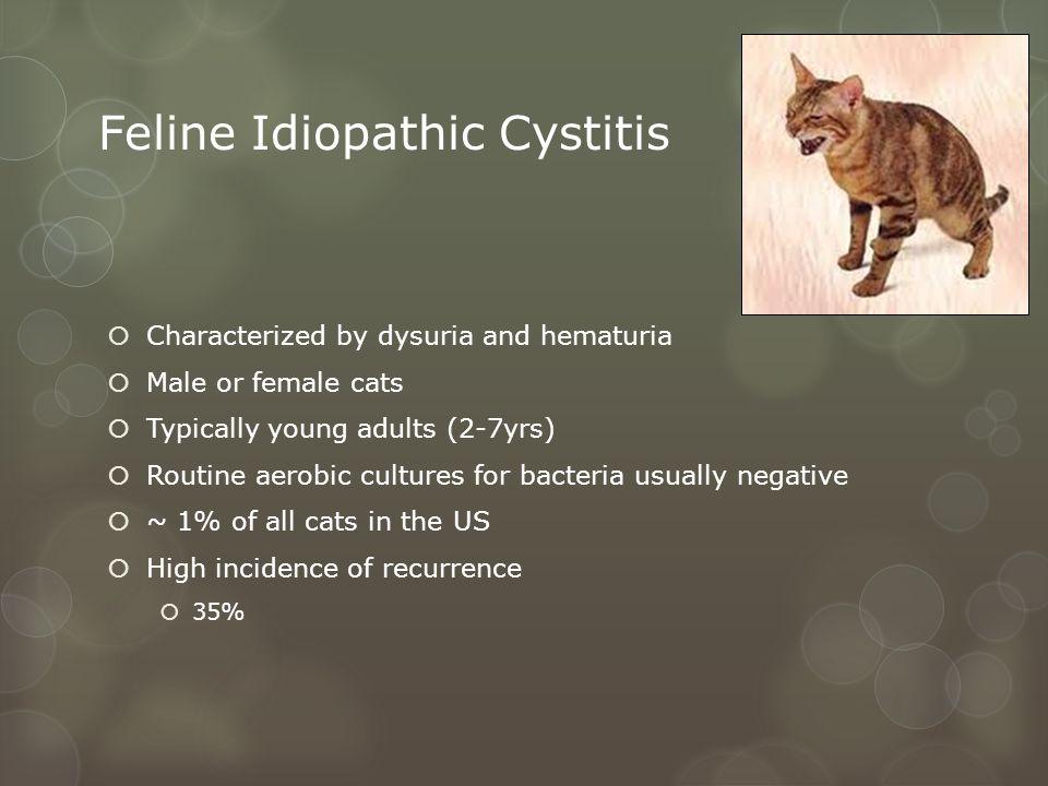 cistite idiopática felina