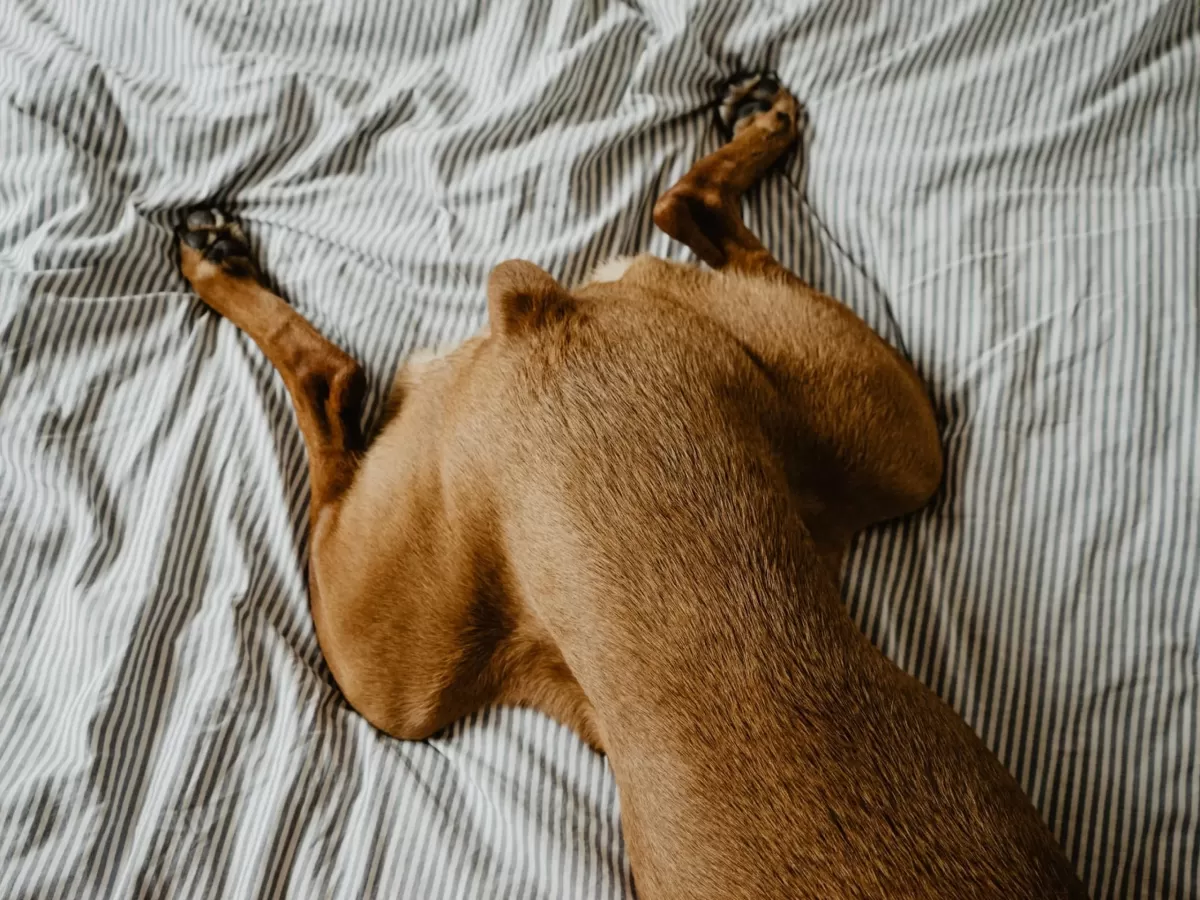 View of Hip Dysplasia in Canines