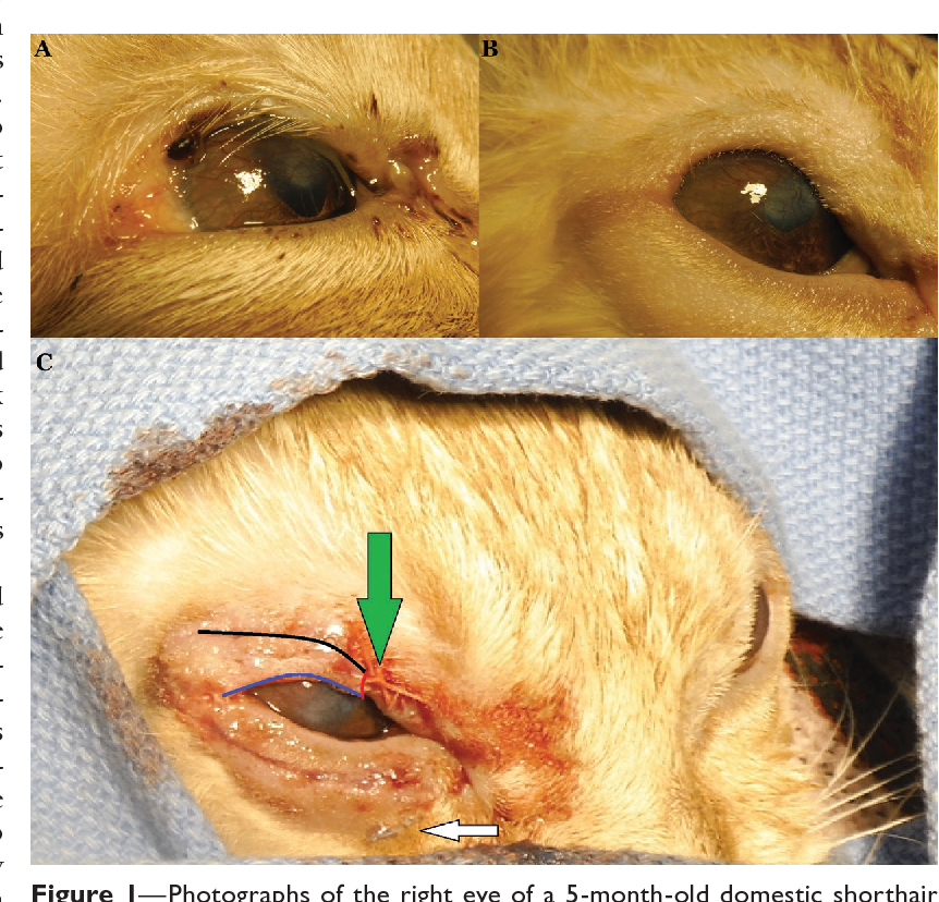 Agenesia palpebral em gato