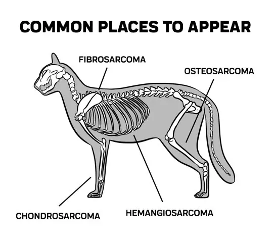 Pleomorphic Osteosarcoma in Cats​