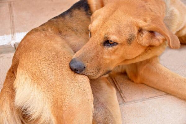 Tumor anal canino