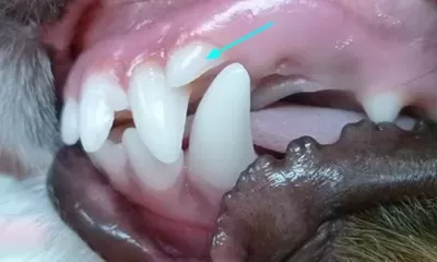 Canine Tooth Misalignment (in Dogs)