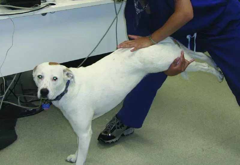 canine lumbosacral disease