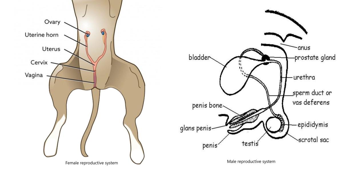 epididymitis in dogs