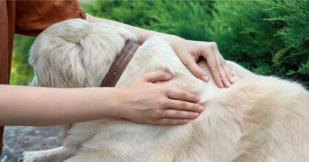 Köpeğin sırtında büyük yuvarlak şişmiş yumru var