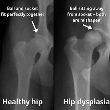 hip dysplasia in canines