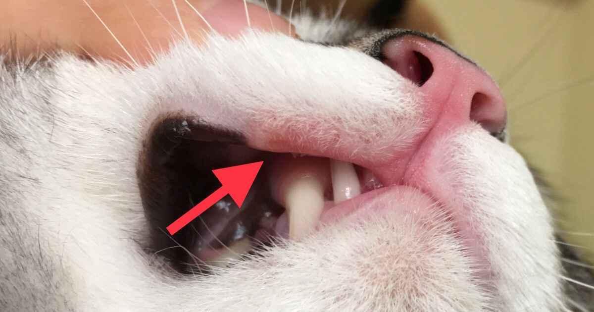 feline bleeding gums