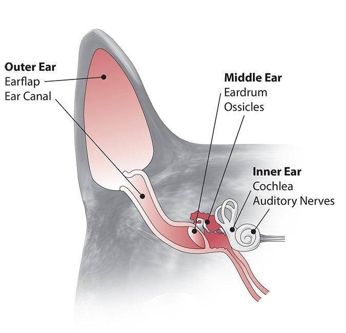 Feline Inner Ear Infection