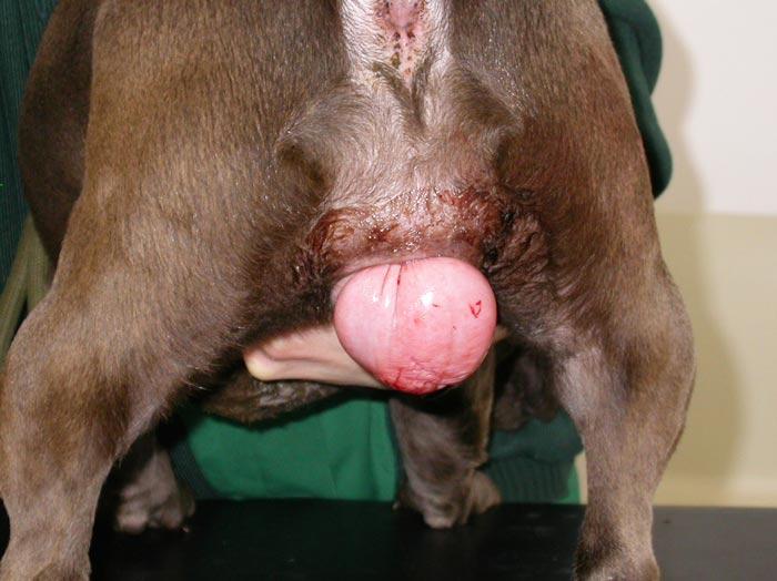 Canine Vaginal Hyperplasia