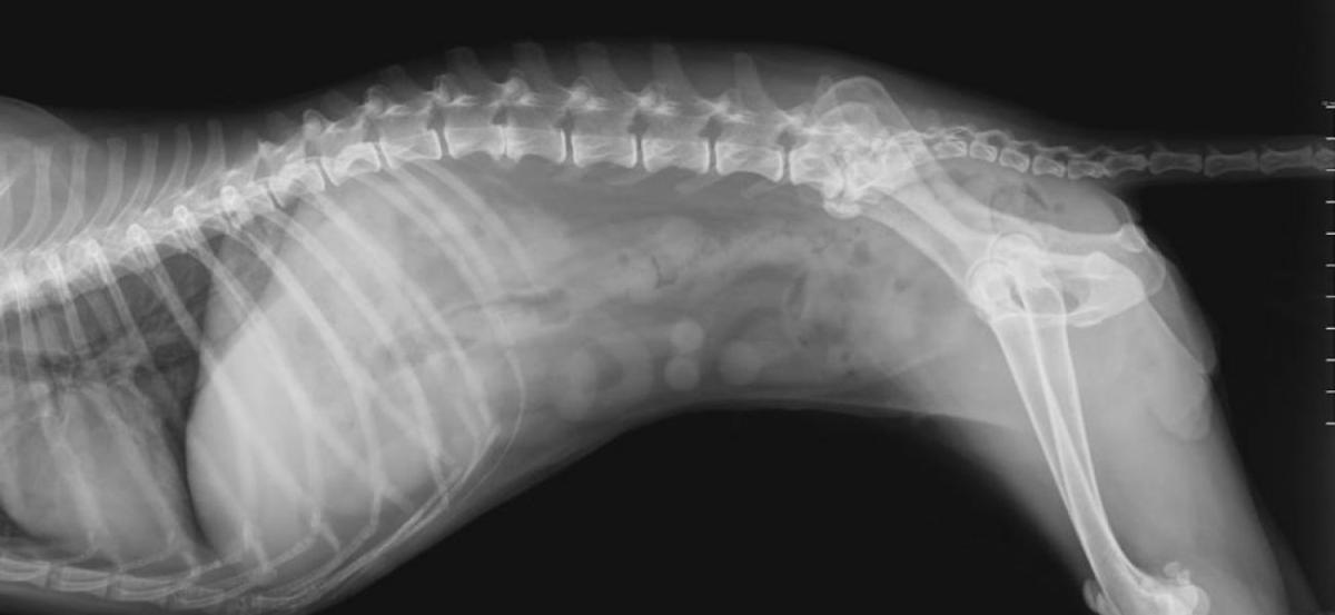 spinal cord injury in dogs