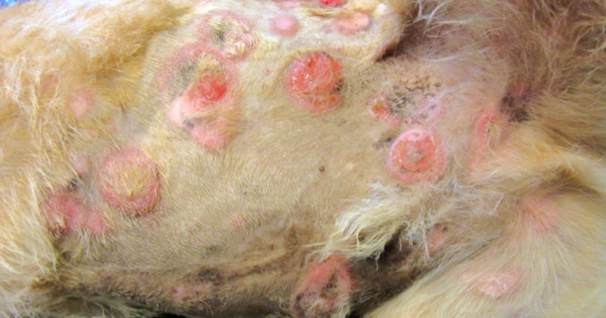 Canine Skin Lymphoma​