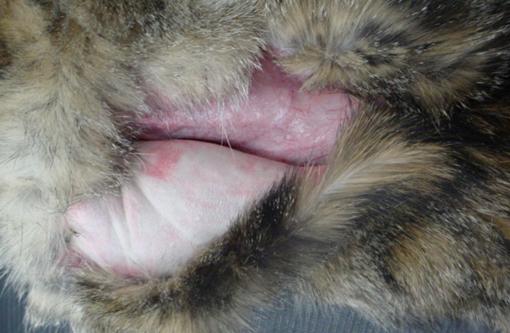 feline fragile skin syndrome