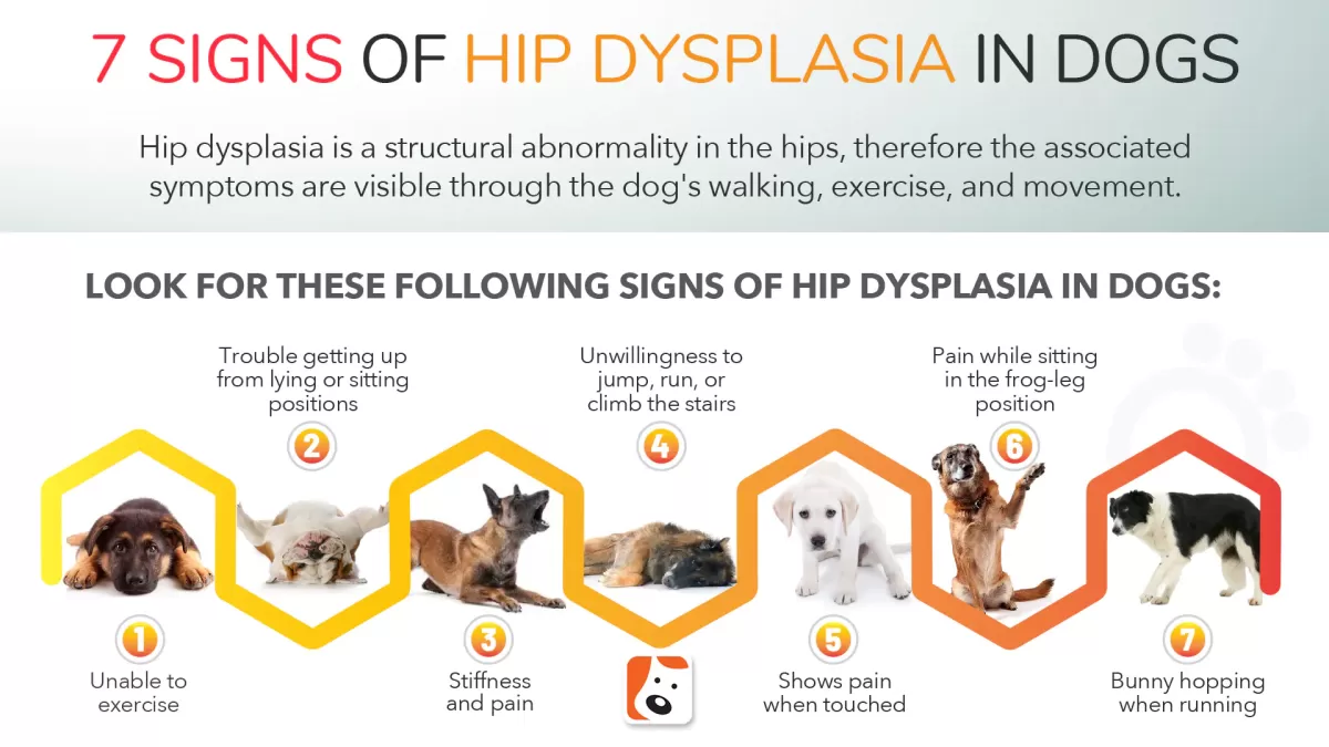 hip dysplasia in canines