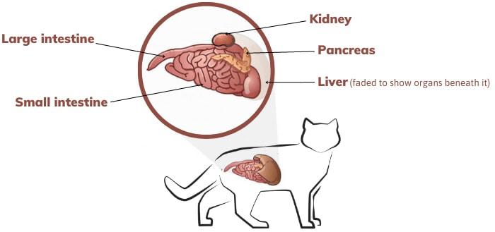 Elevated Amylase in Cats