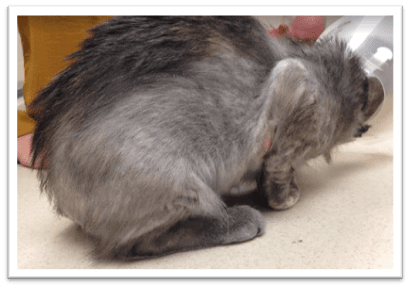 Feline Psychogenic Alopecia