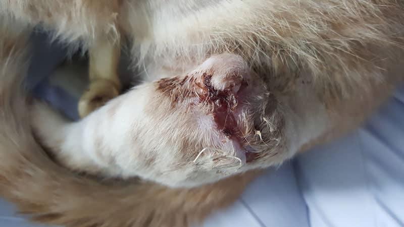 Osteomyelitis in Cats