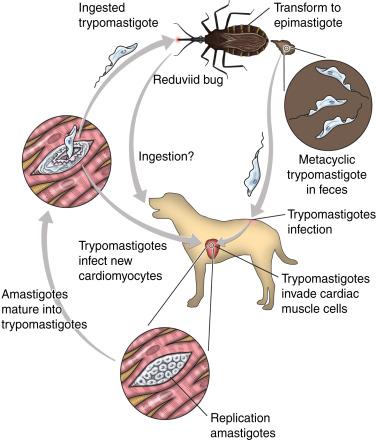 Tripanossomíase em cães