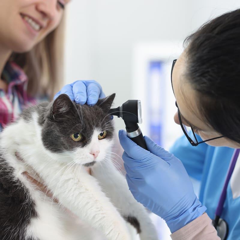 Infecção do ouvido interno felino