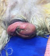 Canine Vaginal Hyperplasia