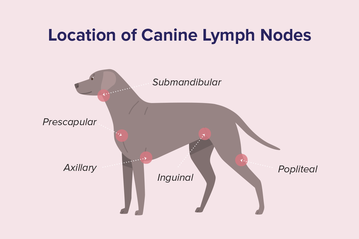 köpek lenf düğümleri nerede