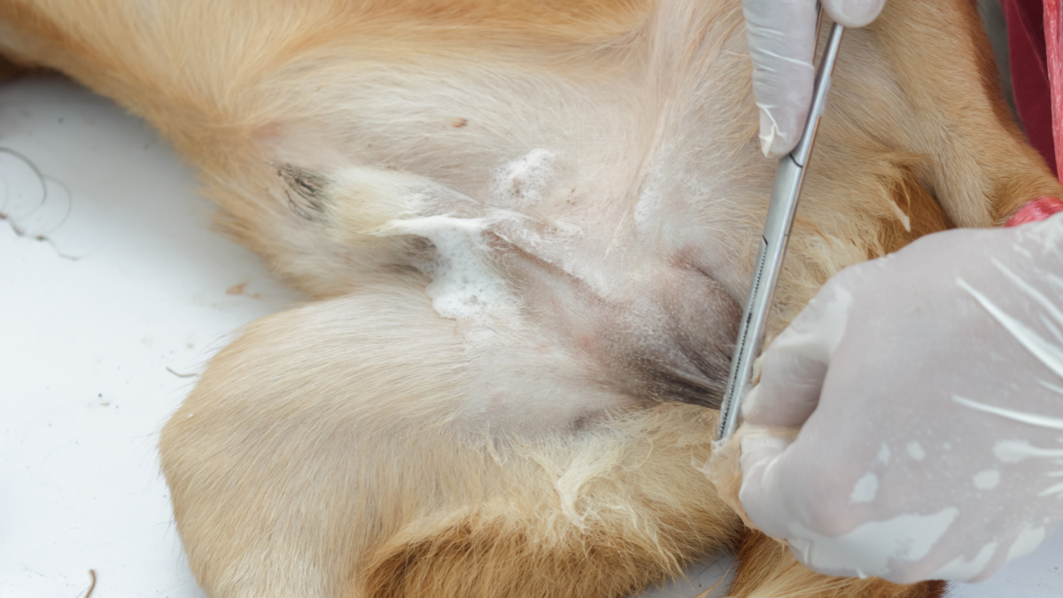 Aylar önce kısırlaştırılan köpeğin testis torbasında şişlik var