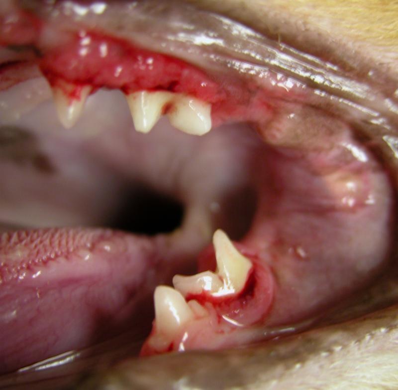 feline bleeding gums