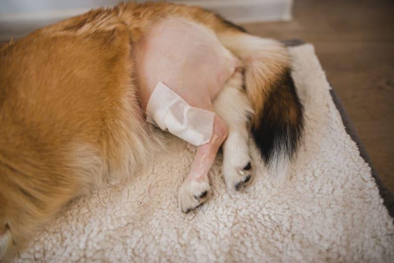 Canine Knee Problems