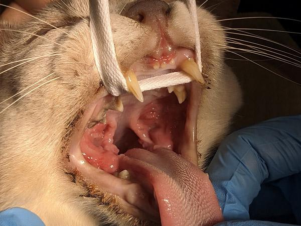 Gingivoestomatitis en gatos