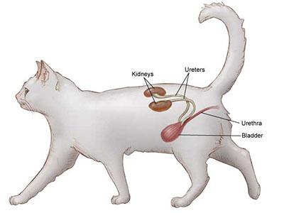 Cistitis idiopática felina