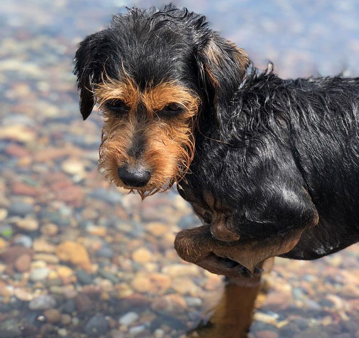 Küçük köpekler neden sallanır