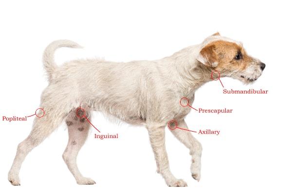 canine swollen lymph glands