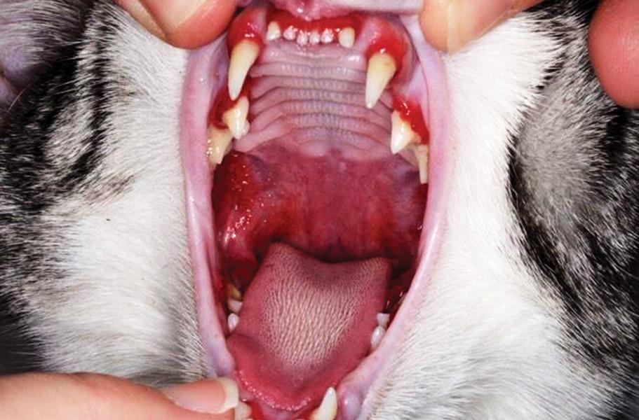 Gingivostomatitis in Cats