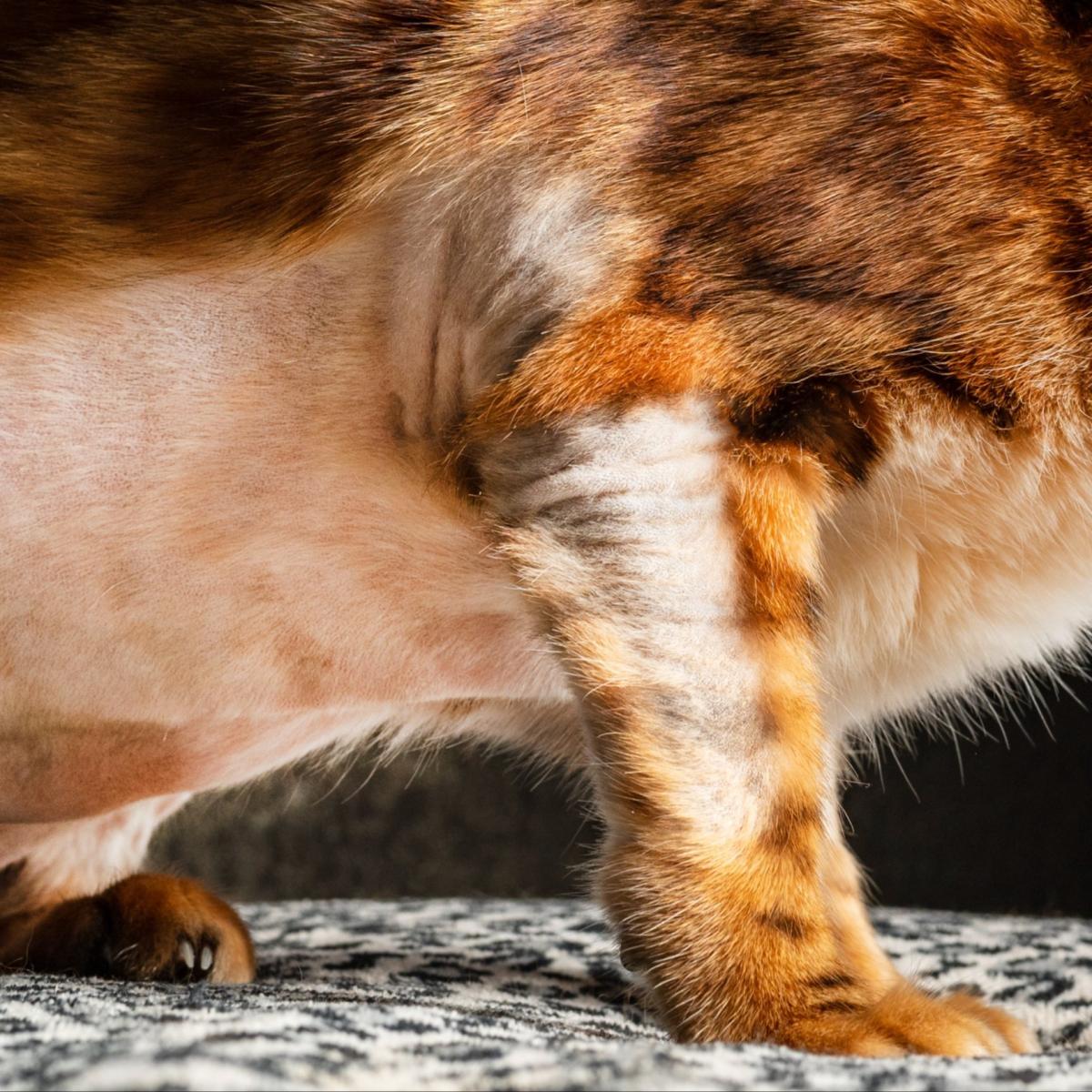 Feline Psychogenic Alopecia