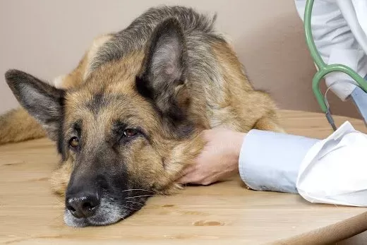 lesão medular em cães