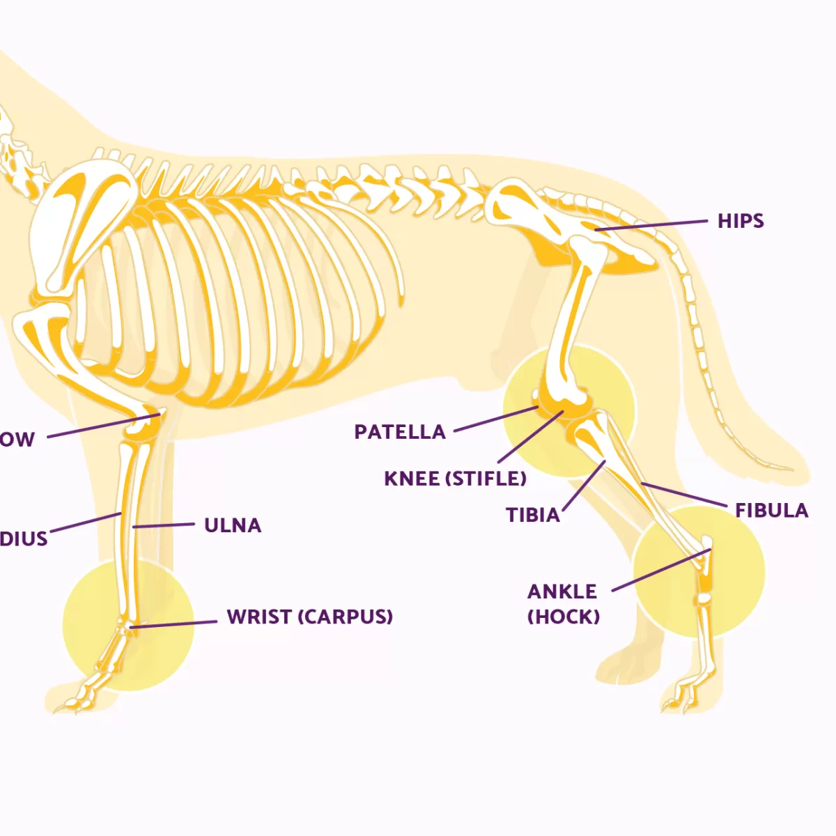 Canine Ankle Injuries