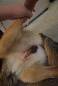 Dog Neutered Months Ago Has Swelling in Scrotum