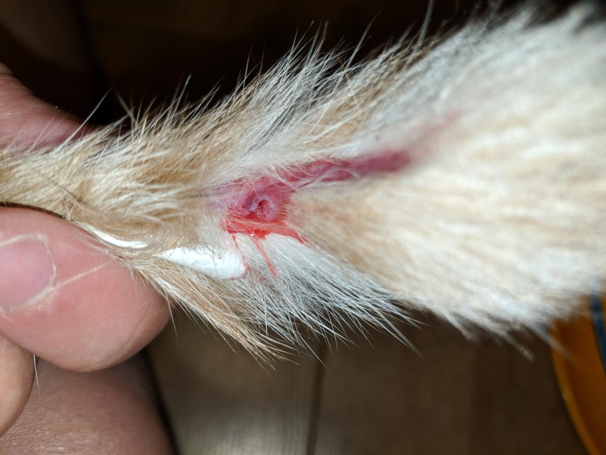 Feline Tail Injury​