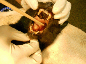 feline throat cancer